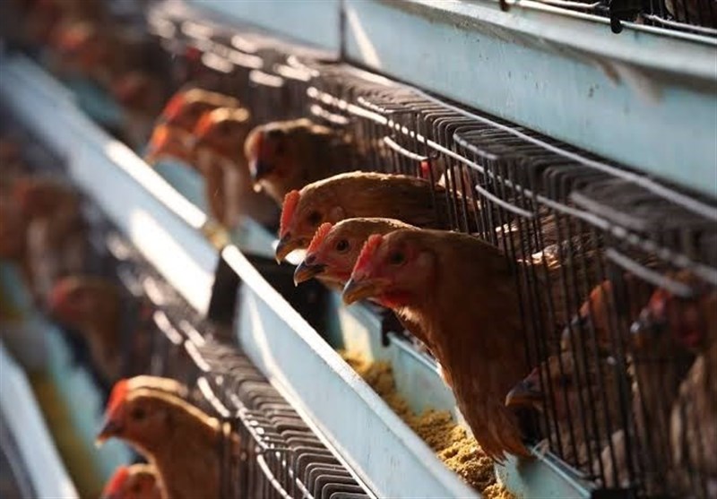 Coronavirus-Stricken China Culling Chickens amid New Outbreak of Bird Flu