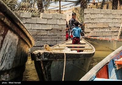 زندگی در تالاب شادگان