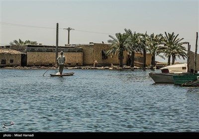 زندگی در تالاب شادگان