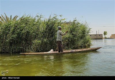 زندگی در تالاب شادگان