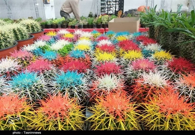 نمایشگاه گل و گیاه غرب مازندران در نوشهر برگزار شد