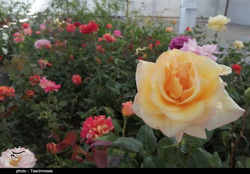 ‌افتتاح نمایشگاه تخصصی گل و گیاه در کویری‌ترین منطقه ایران + تصاویر