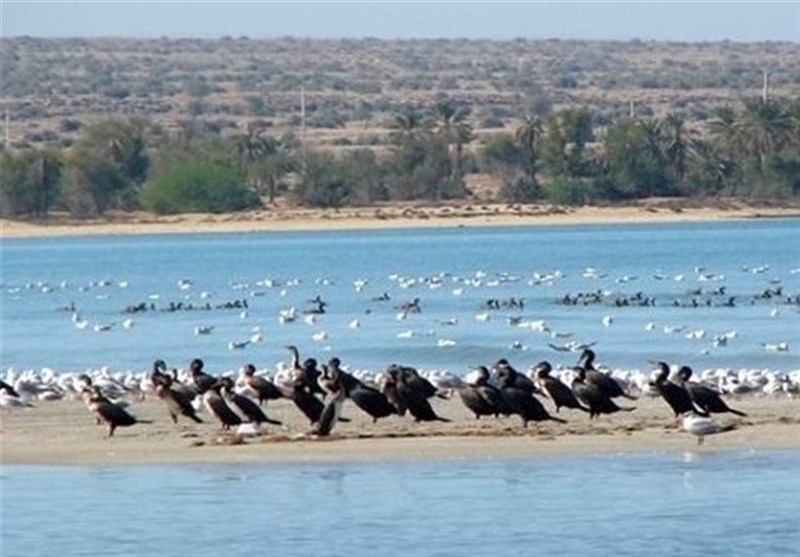 پارک ملی دریایی نایبند استان بوشهر فرصت‌های گردشگری فراوانی ایجاد کرده است