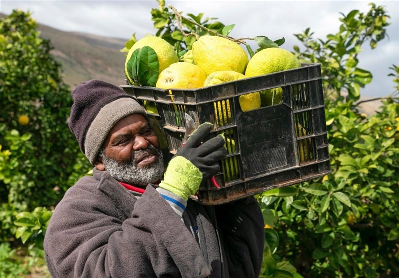 Israel Blocks Palestinian Agricultural Exports