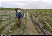احتمال بروز خسارت به کشاورزی در اثر وقوع سیلاب و تگرگ