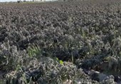 بوشهر|محصولات کشاورزی شبانکاره دشتستان به سبب سرمازدگی از بین رفت