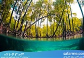 قشم جایگزینی برای کیش! جاذبه های بی نظیر قشم در رقابت با کیش!