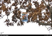 گزارش میدانی تسنیم از حال و هوای انتخابات در اصفهان؛ تبلیغاتی که بار درختان را سنگین‌تر کرد!