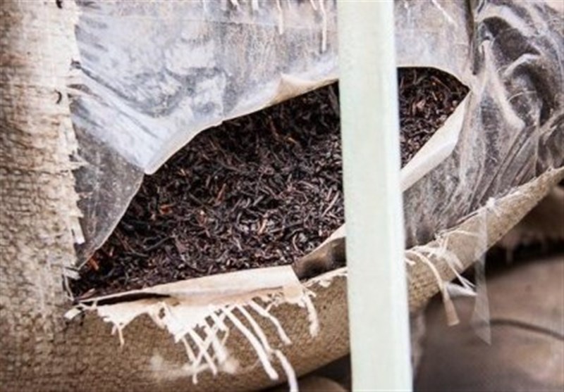 گیلان| عدم توزیع چای سنواتی در بازار کشور؛ برخی با شایعه‌افکنی درصدد ضربه زدن به تولید ملی هستند