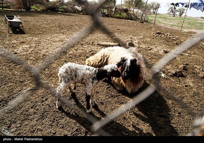 بطور یقین چنانچه این منطقه بوسیله مالچ نفتی آلود شود حیات هم در آن فلج خواهد شد .مالچ نفتی تمام موجودات زنده ذره بینی واقع در سطح شنزارها را نابود میکند همینطور تمام حشرات، خزندگان و پستانداران کوچک و متوسط در جا از بین می برد و باعث فراری شد پستانداران بزرگتر میشود.