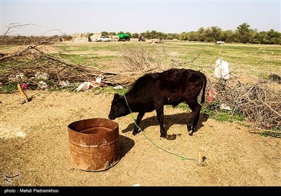 در بهمن ماه امسال همچنین عملیات مالچ پاشی در منطقه «فکه» دشت آزادگان که زیستگاه آهوی کمیاب است. «بیت کوصر» نیز یکی از مهمترین زیستگاه‌های پرندگان زمستان گذر و گونه حمایت شده «هوبره» است. این منطقه رملی حاوی پوشش گیاهی غنی و تنوع زیستی خاص و بینظیر است.