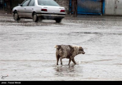 آبگرفتگی معابر در کرمانشاه