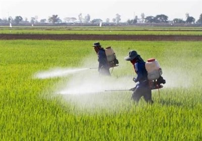 خطر گسترش آفت "ملخ مراکشی" بیخ گوش زنجان/ جهاد کشاورزی چه تمهیداتی اندیشیده است؟