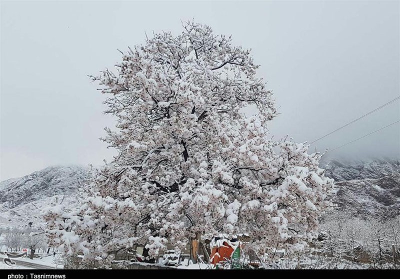 جامه سپید برف بر تن شکوفه‌های صورتی درختان به روایت تصویر