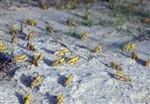 مبارزه با آفت ملخ صحرایی در سطح 17 هزار و 500 هکتار از اراضی پنج استان جنوبی کشور