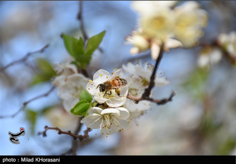 بهار کم نظیر و زودهنگام در بهبهان؛ چشم‌نوازی شکوفه‌های درختان منصوریه در بهبهان+ تصاویر