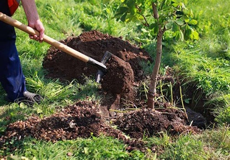 توصیه‌های کرونایی استاندار سمنان به مناسبت روز درختکاری؛ «انفرادی» درخت بکارید