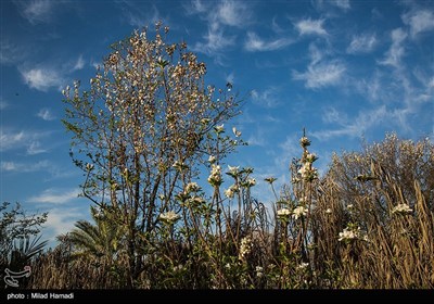 الربيع في بهبهان بمحافظة خوزستان