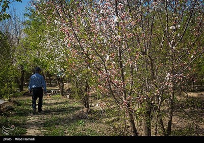 الربيع في بهبهان بمحافظة خوزستان