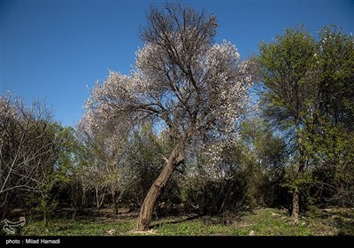 الربيع في بهبهان بمحافظة خوزستان