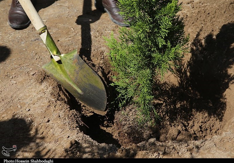 کاشت 5 هزار درخت در ارتفاعات پایتخت