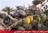 سیستان و بلوچستان| برداشت «کنار» از باغات دشتیاری آغاز شد + فیلم