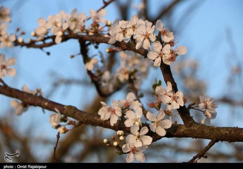 چشم‌نوازی شکوفه‌ها در گیلان به روایت تصویر