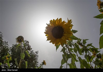 گردش گلهای آفتابگردان به سمت آفتاب