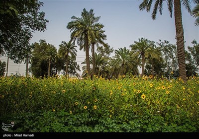 گردش گلهای آفتابگردان به سمت آفتاب