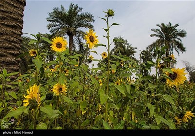 گردش گلهای آفتابگردان به سمت آفتاب