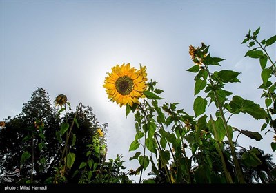 گردش گلهای آفتابگردان به سمت آفتاب