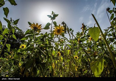 گردش گلهای آفتابگردان به سمت آفتاب