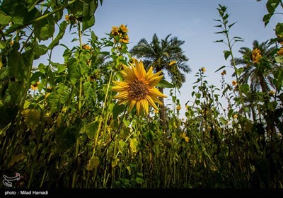 گردش گلهای آفتابگردان به سمت آفتاب