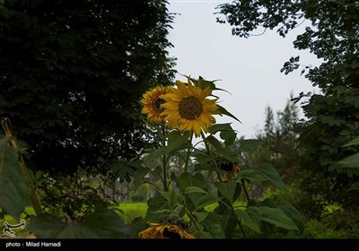 گردش گلهای آفتابگردان به سمت آفتاب