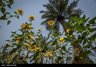 گردش گلهای آفتابگردان به سمت آفتاب