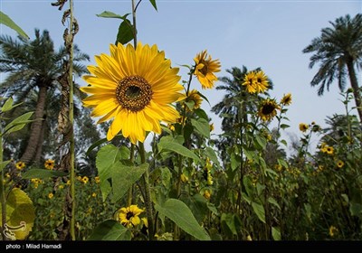 گردش گلهای آفتابگردان به سمت آفتاب