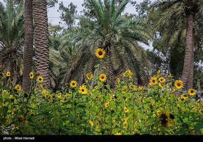 گردش گلهای آفتابگردان به سمت آفتاب