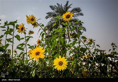 گردش گلهای آفتابگردان به سمت آفتاب