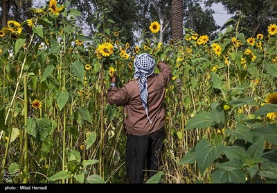 گردش گلهای آفتابگردان به سمت آفتاب