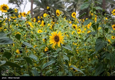 گردش گلهای آفتابگردان به سمت آفتاب