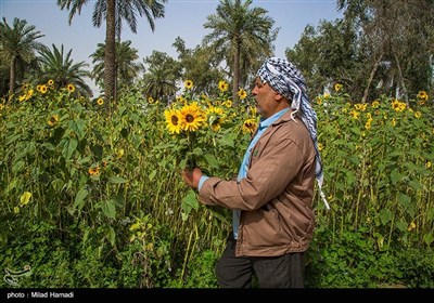 گردش گلهای آفتابگردان به سمت آفتاب