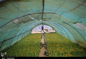 تهران| افزایش 50 هکتاری گلخانه‌های شهرستان ری پشتوانه تحقق «جهش تولید» است