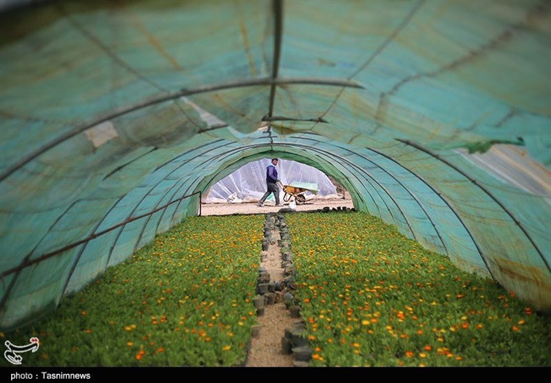 تهران| افزایش 50 هکتاری گلخانه‌های شهرستان ری پشتوانه تحقق «جهش تولید» است