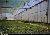 44 پروژه کشاورزی در چهارمحال و بختیاری همزمان با هفته دولت افتتاح می‌شود
