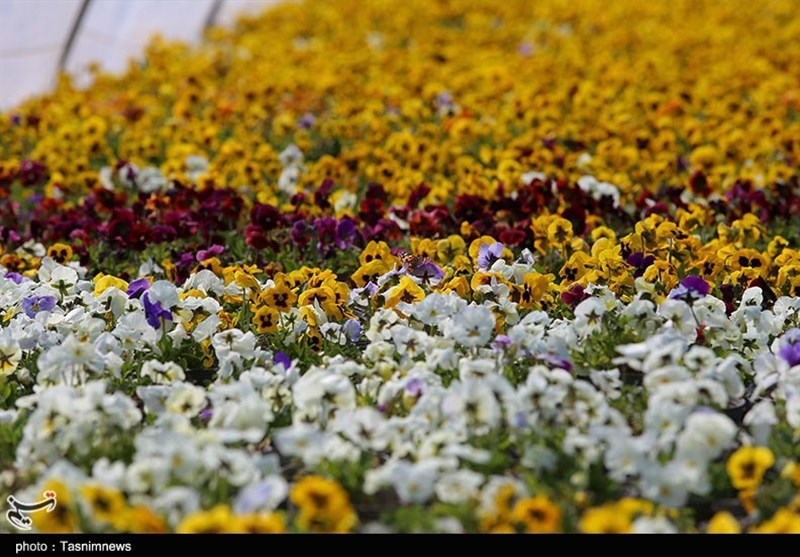 گلخانه شهرداری بجنورد به روایت تصاویر