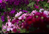 همت بلند کارآفرین اردستانی در تولید محصولات گلخانهای/ اشتغالزایی 100 نفره با تولید گل "لیسیانتوس"