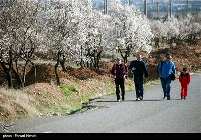 شکوفه های بهاری - کرمانشاه