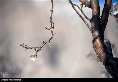 شکوفه های بهاری - کرمانشاه