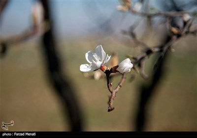 شکوفه های بهاری - کرمانشاه
