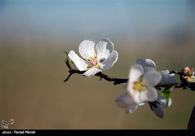 شکوفه های بهاری - کرمانشاه